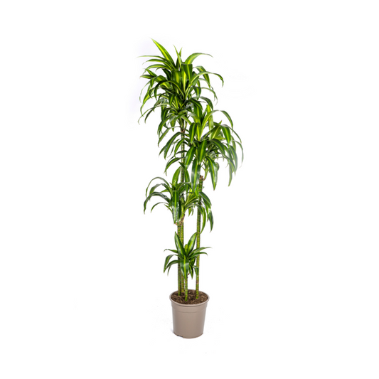Dracaena Deremensis Hawaiian Sunshine Ø27cm - ?180cm