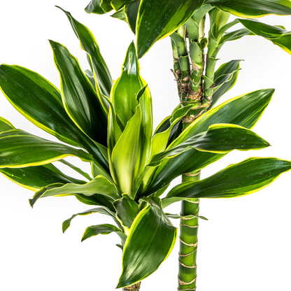 Dracaena Fragrans Golden Coast Ø24cm - ?140cm