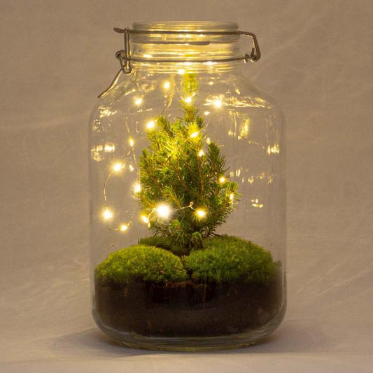 DIY terrarium - Jar Christmas - ? 28 cm