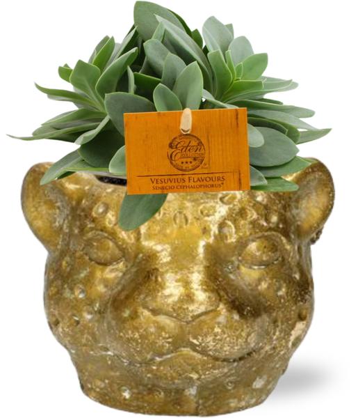 Senecio Cephalophorus - Ø10,5cm - ?15cm + Planter Luipaard D12x9,5cm - Goud