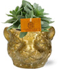 Senecio Cephalophorus - Ø10,5cm - ?15cm + Planter Luipaard D12x9,5cm - Goud