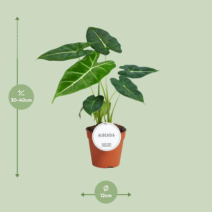 Alocasia Frydek - Ø12cm - ?35cm