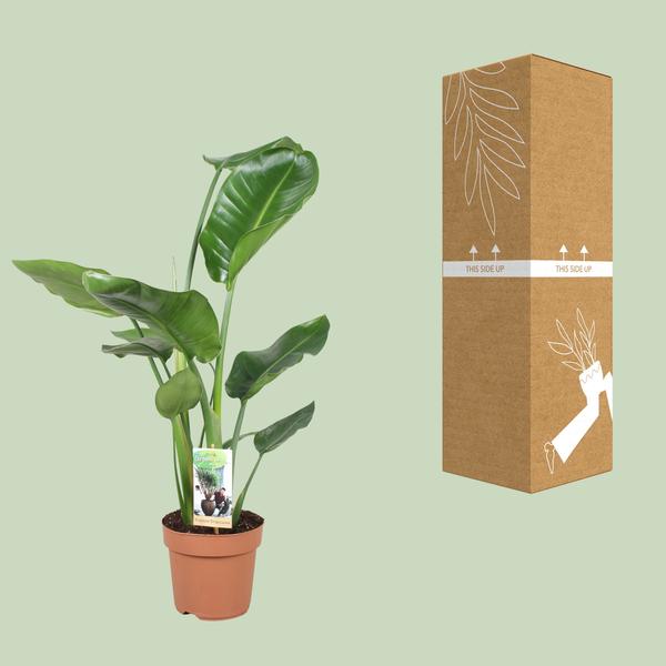 Strelitzia Nicolai - Ø17cm - ?60cm