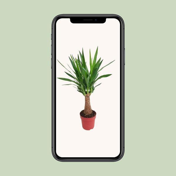 Yucca "Maya Tree" 30stam P19 - Ø19cm - ?80cm