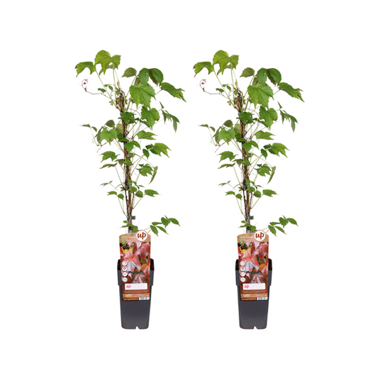 Parthenocissus Tricuspidata Veitch Boskoop - 2 stuks - Ø15cm - ?65cm