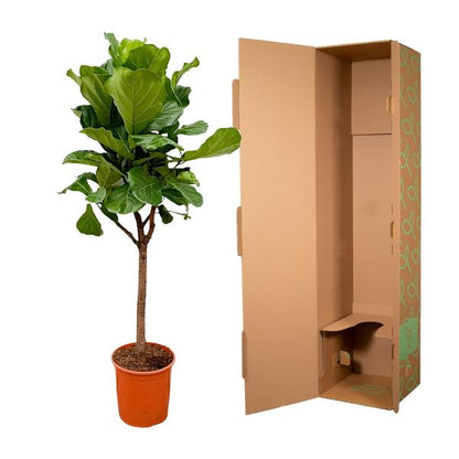Ficus Lyrata boom - 180cm - ?30