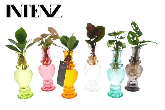Kamerplanten Mix in Venice Glas - 6 stuks - Ø7cm - ?20cm