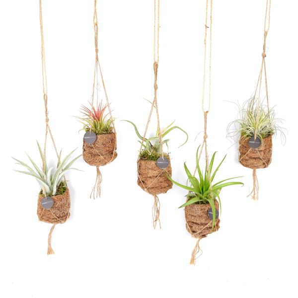 Tillandsia_Luchtwortel