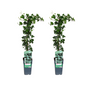 Hedera helix - 2 stuks - Ø15cm - ?65cm