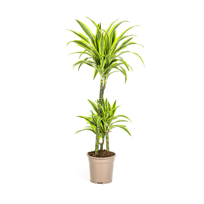 Dracaena Deremensis Lemon Lime Ø21cm - ?100cm