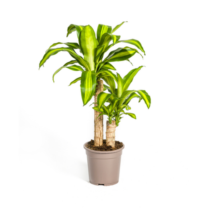 Dracaena Fragrans Massangeana Ø19cm - ?80cm